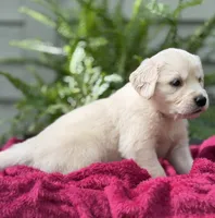Breeze, a male Golden Retriever for sale in Butner, NC – 3 of 3