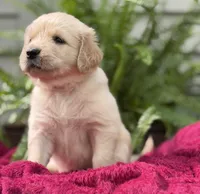 Coral, a female Golden Retriever for sale in Butner, NC – 2 of 3