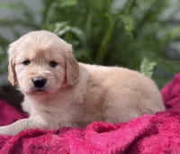 Sandy, a female Golden Retriever for sale in Butner, NC – 1 of 3