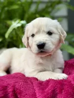 Shrimp , a male Golden Retriever for sale in Butner, NC – 2 of 2
