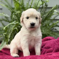 Drift, a male Golden Retriever for sale in Butner, NC – 3 of 3