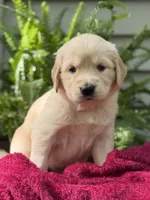 Turtle , a male Golden Retriever for sale in Butner, NC – 2 of 3