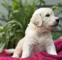 Coast, a male Golden Retriever for sale in Butner, NC – 2 of 3
