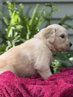 Turtle , a male Golden Retriever for sale in Butner, NC – 3 of 3