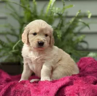 Sandy, a female Golden Retriever for sale in Butner, NC – 2 of 3