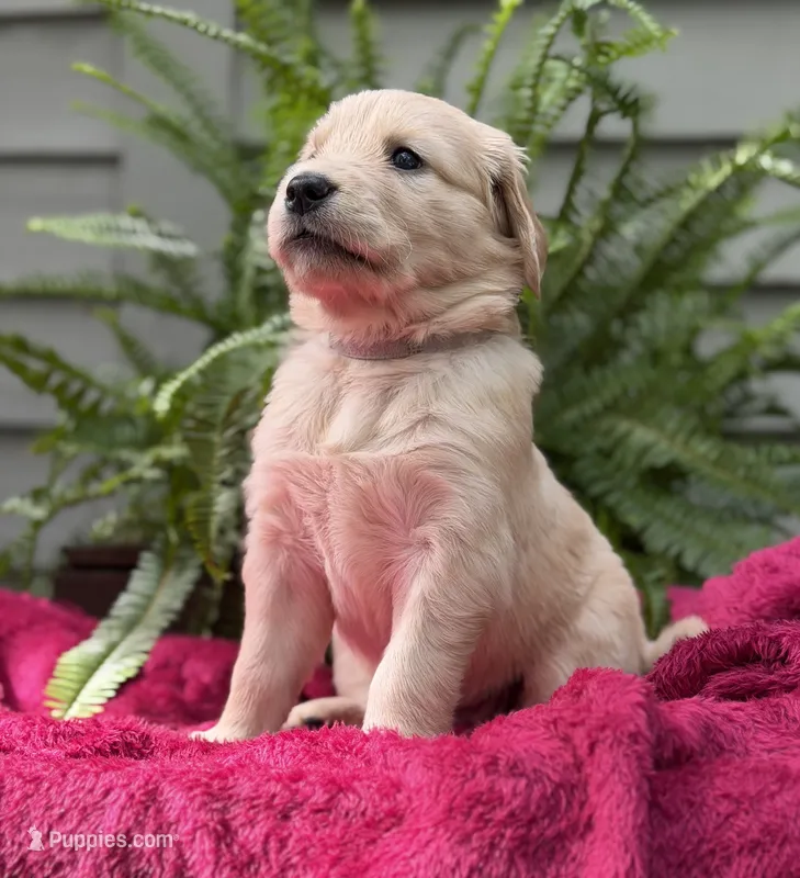 Pearl – Golden Retriever puppy for sale in Butner, NC