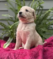 Pearl, a female Golden Retriever for sale in Butner, NC – 1 of 3