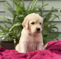 Coral, a female Golden Retriever for sale in Butner, NC – 3 of 3
