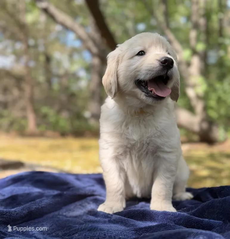 Coast – Golden Retriever puppy for sale in Butner, NC