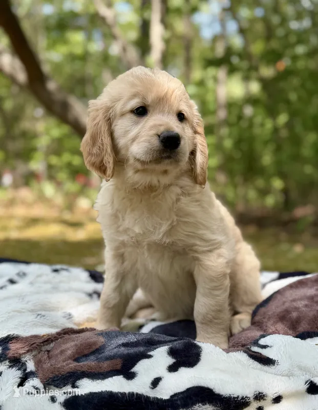 Sandy  – Golden Retriever puppy for sale in Butner, NC