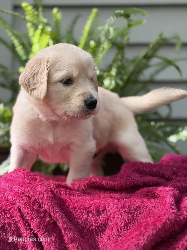 Turtle  – Golden Retriever puppy for sale in Butner, NC