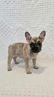 Merle Girl #1 — House of Frenchies, a female French Bulldog for sale in Hialeah, FL – 1 of 1