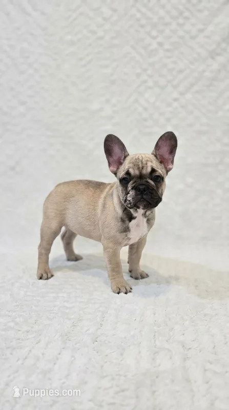 Merle Girl #2 — House of Frenchies – French Bulldog puppy for sale in Hialeah, FL
