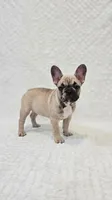 Merle Girl #2 — House of Frenchies, a female French Bulldog for sale in Hialeah, FL – 1 of 1