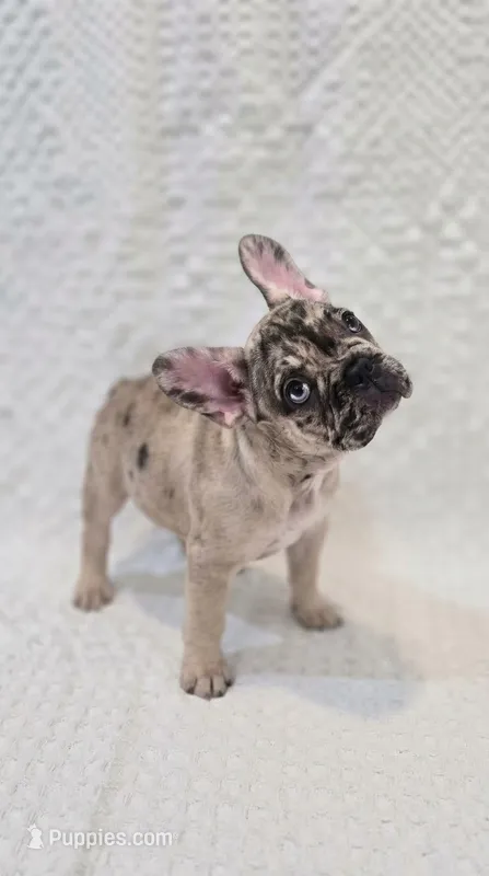 Blue Eyed Merle Girl — House of Frenchies – French Bulldog puppy for sale in Hialeah, FL