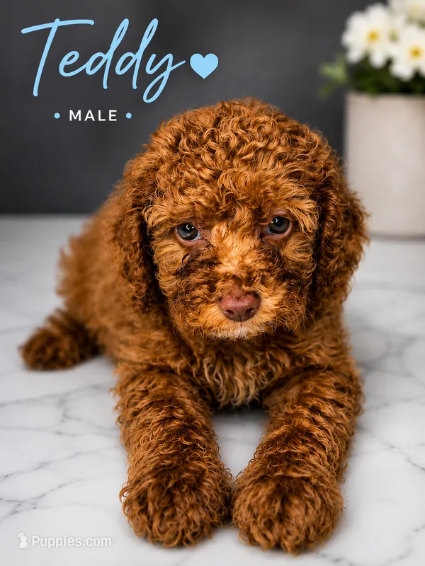 Teddy – Poodle - Toy  puppy for sale in Philadelphia, PA