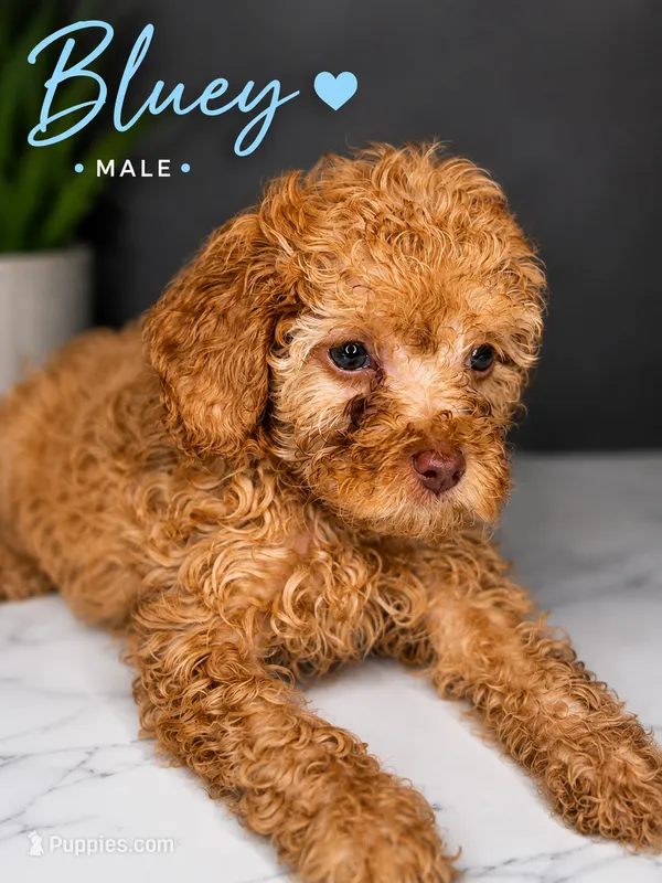 Bluey – Poodle - Toy  puppy for sale in Philadelphia, PA