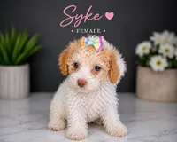Skye, a female Poodle - Toy  for sale in Philadelphia, PA – 1 of 1