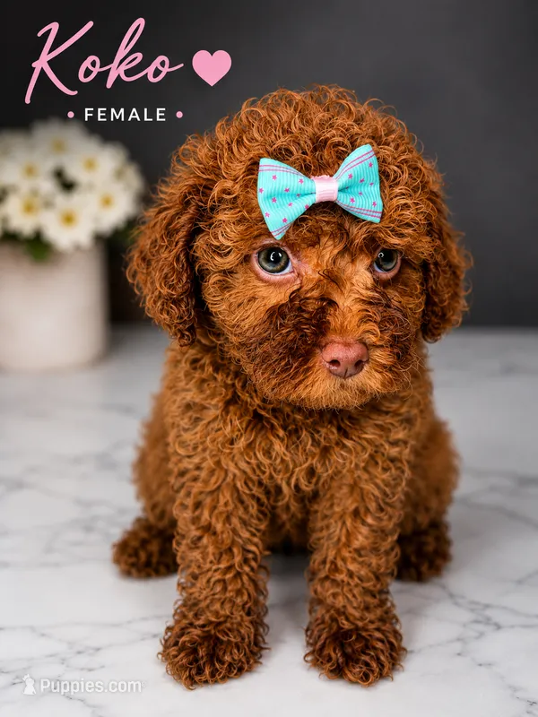 Koko – Poodle - Toy  puppy for sale in Philadelphia, PA