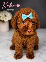 Koko, a female Poodle - Toy  for sale in Philadelphia, PA – 1 of 1