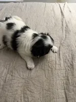 Puppy Girl, a female Japanese Chin for sale in Rock Island, IL – 2 of 10