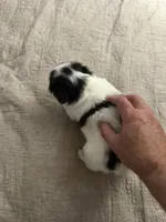 Puppy Girl, a female Japanese Chin for sale in Rock Island, IL – 10 of 10