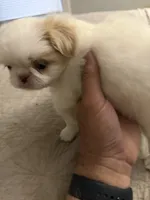 Puppy Boy, a male Japanese Chin for sale in Rock Island, IL – 3 of 10