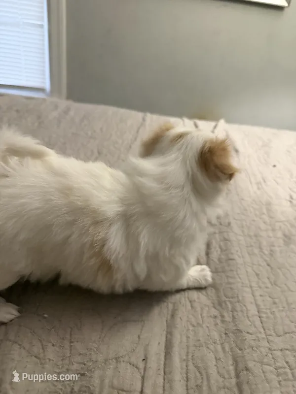 Puppy Girl – Japanese Chin puppy for sale in Rock Island, IL