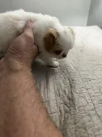 Puppy Girl, a female Japanese Chin for sale in Rock Island, IL – 3 of 6