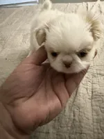 Puppy Boy, a male Japanese Chin for sale in Rock Island, IL – 2 of 10