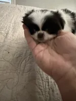 Puppy Girl, a female Japanese Chin for sale in Rock Island, IL – 8 of 10