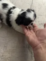 Puppy Girl, a female Japanese Chin for sale in Rock Island, IL – 5 of 10