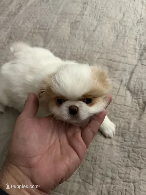 Puppy Boy – Japanese Chin puppy for sale in Rock Island, IL