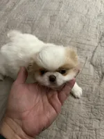 Puppy Boy, a male Japanese Chin for sale in Rock Island, IL – 5 of 10