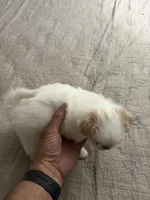Puppy Boy, a male Japanese Chin for sale in Rock Island, IL – 6 of 10