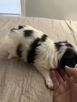 Puppy Girl, a female Japanese Chin for sale in Rock Island, IL – 9 of 10