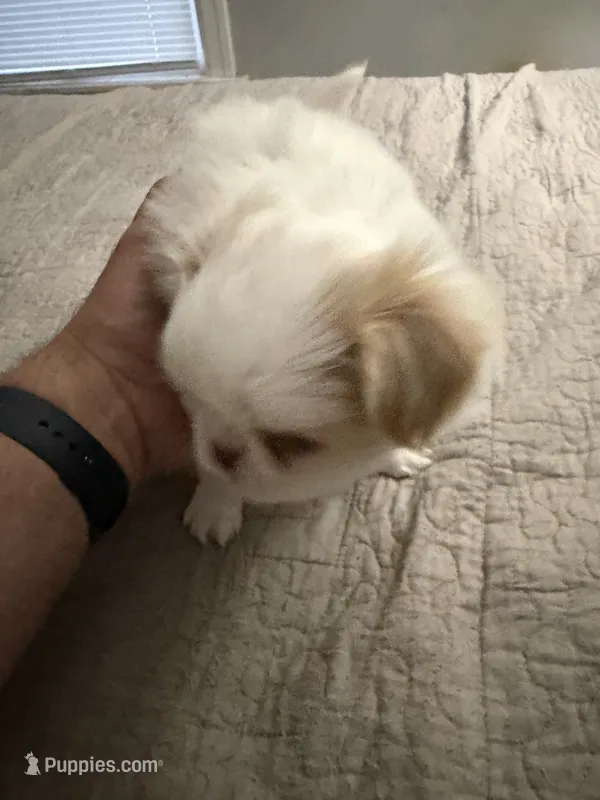 Puppy Boy – Japanese Chin puppy for sale in Rock Island, IL