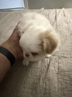 Puppy Boy, a male Japanese Chin for sale in Rock Island, IL – 1 of 10