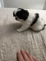 Puppy Girl, a female Japanese Chin for sale in Rock Island, IL – 4 of 10