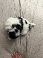 Puppy Girl, a female Japanese Chin for sale in Rock Island, IL – 6 of 10