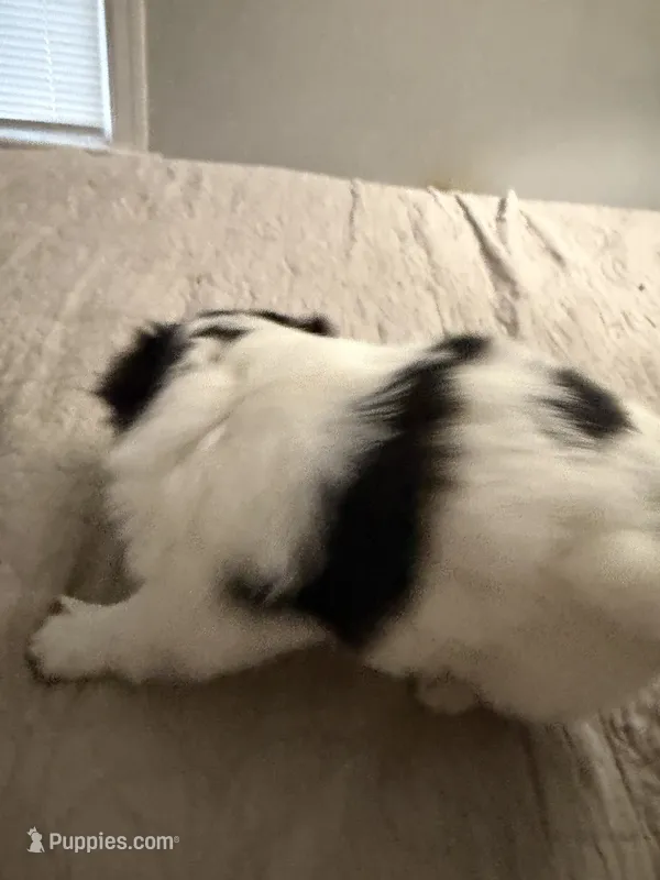 Puppy Girl – Japanese Chin puppy for sale in Rock Island, IL
