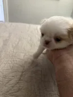 Puppy Boy, a male Japanese Chin for sale in Rock Island, IL – 4 of 10