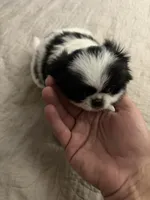 Puppy Girl, a female Japanese Chin for sale in Rock Island, IL – 3 of 10