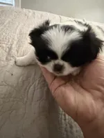 Puppy Girl, a female Japanese Chin for sale in Rock Island, IL – 7 of 10