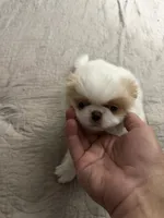 Puppy Boy, a male Japanese Chin for sale in Rock Island, IL – 10 of 10