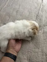 Puppy Boy, a male Japanese Chin for sale in Rock Island, IL – 7 of 10