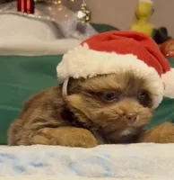 Champ, a male Shih Tzu for sale in Grants Pass, OR – Photo 2 of 10