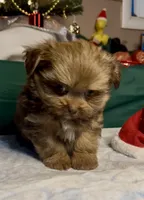 Champ, a male Shih Tzu for sale in Grants Pass, OR – Photo 5 of 10