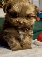 Champ, a male Shih Tzu for sale in Grants Pass, OR – Photo 1 of 10
