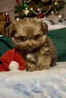 Champ, a male Shih Tzu for sale in Grants Pass, OR – Photo 9 of 10